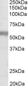NPR3 antibody (1 ug/ml) staining of Human Placenta lysate (35 ug protein in RIPA buffer). Primary incubation was 1 hour. Detected by chemiluminescence.