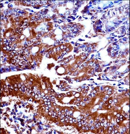 Mouse Npr1 Antibody immunohistochemistry of formalin-fixed and paraffin-embedded mouse duodenum tissue followed by peroxidase-conjugated secondary antibody and DAB staining.