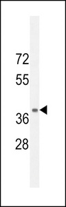 NPSR1 Antibody western blot of mouse kidney tissue lysates (35 ug/lane). The NPSR1 antibody detected the NPSR1 protein (arrow).