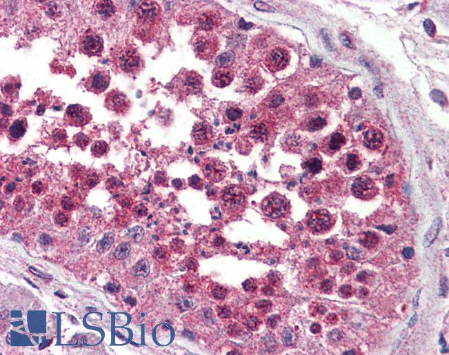 Anti-NPSR1 antibody LS-A3201 IHC of human testis. Immunohistochemistry of formalin-fixed, paraffin-embedded tissue after heat-induced antigen retrieval.