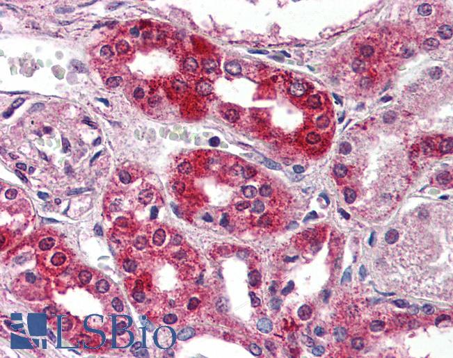Anti-NPSR1 antibody LS-A3201 IHC of human kidney. Immunohistochemistry of formalin-fixed, paraffin-embedded tissue after heat-induced antigen retrieval.