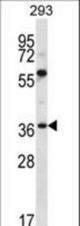NPTN Antibody western blot of 293 cell line lysates (35 ug/lane). The NPTN antibody detected the NPTN protein (arrow).