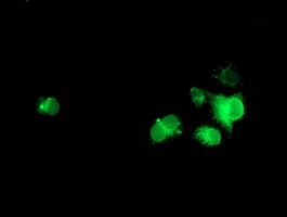 Anti-NPTN mouse monoclonal antibody immunofluorescent staining of COS7 cells transiently transfected by pCMV6-ENTRY NPTN.