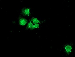Anti-NPTN mouse monoclonal antibody immunofluorescent staining of COS7 cells transiently transfected by pCMV6-ENTRY NPTN.