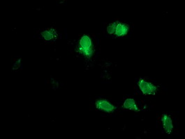 Anti-NPTN mouse monoclonal antibody immunofluorescent staining of COS7 cells transiently transfected by pCMV6-ENTRY NPTN.