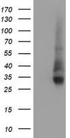 HEK293T cells were transfected with the pCMV6-ENTRY control (Left lane) or pCMV6-ENTRY NPTN (Right lane) cDNA for 48 hrs and lysed. Equivalent amounts of cell lysates (5 ug per lane) were separated by SDS-PAGE and immunoblotted with anti-NPTN.