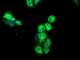 Anti-NPTN mouse monoclonal antibody immunofluorescent staining of COS7 cells transiently transfected by pCMV6-ENTRY NPTN.