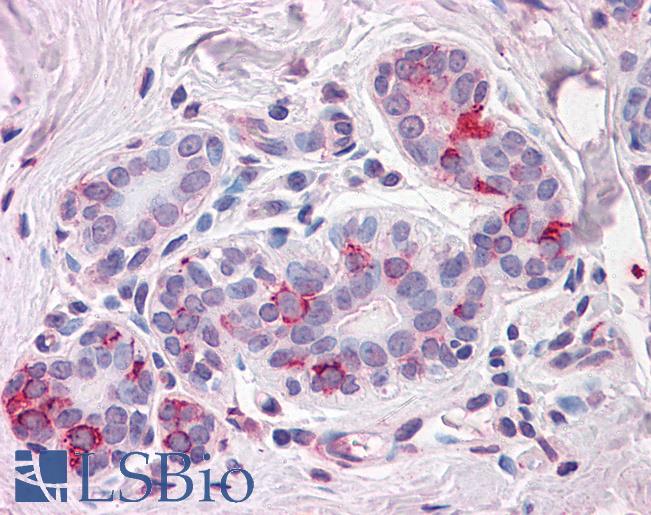Anti-NPTN antibody LS-A9022 IHC of human breast. Immunohistochemistry of formalin-fixed, paraffin-embedded tissue after heat-induced antigen retrieval.