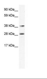 Lymph Node Lysate