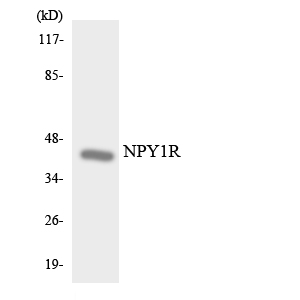 Western blot of the lysates from 293 cells using NPY1R antibody.