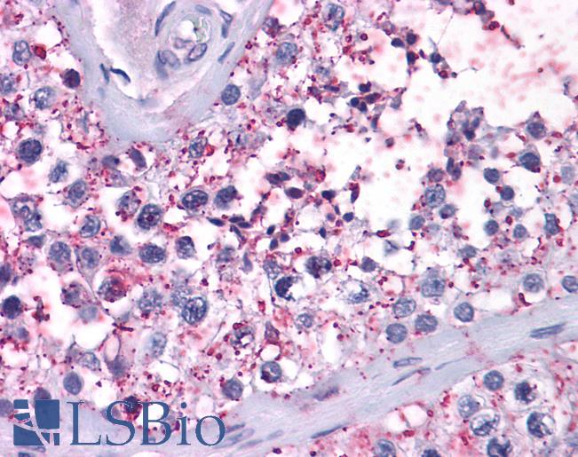 Anti-NPY2R antibody IHC of human testis. Immunohistochemistry of formalin-fixed, paraffin-embedded tissue after heat-induced antigen retrieval.