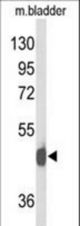 Western blot of NPY2R Antibody in mouse bladder tissue lysates (35 ug/lane). DCN (arrow) was detected using the purified antibody.