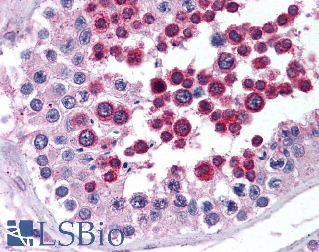 Anti-NPY2R antibody IHC of human testis. Immunohistochemistry of formalin-fixed, paraffin-embedded tissue after heat-induced antigen retrieval. Antibody LS-B1770 concentration 10 ug/ml.