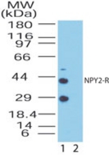 Western blot of NPY2-R in the 1) absence and 2) presence of immunizing peptide in human kidney lysate using antibody at 0.05 ug/ml.