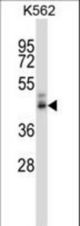 PPYR1 Antibody western blot of K562 cell line lysates (35 ug/lane). The PPYR1 antibody detected the PPYR1 protein (arrow).