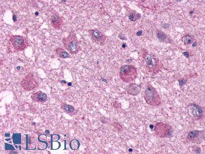 Anti-PPYR1 antibody LS-A1069 IHC of human brain. Immunohistochemistry of formalin-fixed, paraffin-embedded tissue after heat-induced antigen retrieval.