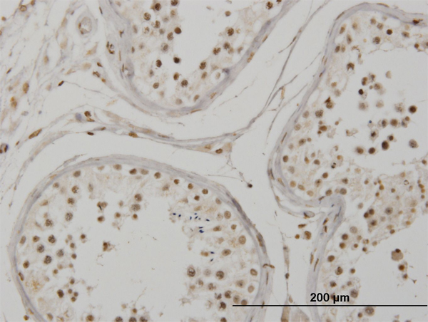 Immunoperoxidase of monoclonal antibody to MEF2B on formalin-fixed paraffin-embedded human testis. [antibody concentration 3 ug/ml]