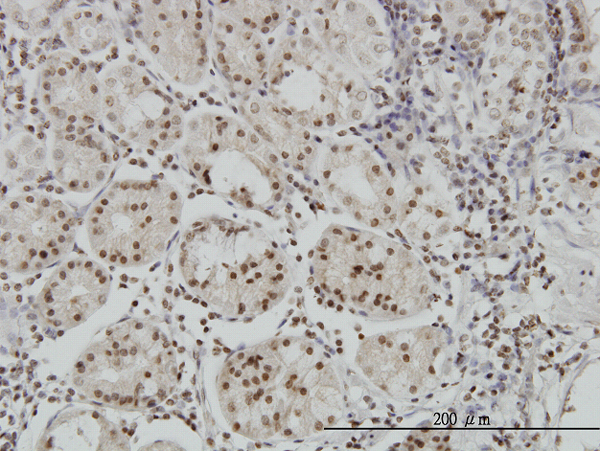 Immunoperoxidase of monoclonal antibody to MEF2B on formalin-fixed paraffin-embedded human stomach. [antibody concentration 3 ug/ml]