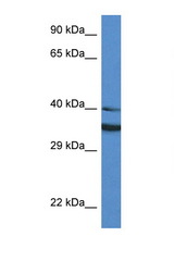 NQO1 antibody LS-C145303 Western blot of HT1080 Cell lysate. Antibody concentration 1 ug/ml.