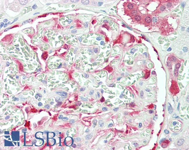 Anti-NQO1 antibody IHC staining of human kidney. Immunohistochemistry of formalin-fixed, paraffin-embedded tissue after heat-induced antigen retrieval. Antibody LS-B11145 concentration 5 ug/ml.