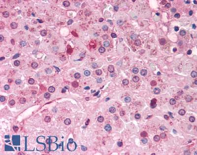 Anti-DAX1 antibody LS-A5716 IHC of human adrenal. Immunohistochemistry of formalin-fixed, paraffin-embedded tissue after heat-induced antigen retrieval.