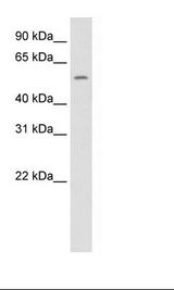 SP2/0 Cell Lysate