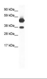 Fetal Skeletal Muscle Lysate