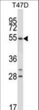 NR1D1 Antibody western blot of T47D cell line lysates (35 ug/lane). The NR1D1 antibody detected the NR1D1 protein (arrow).