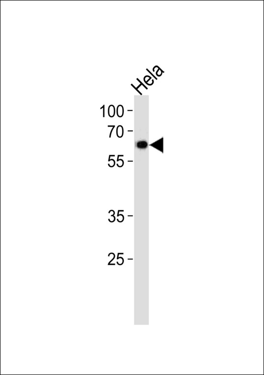 NR1D2 Antibody western blot of HeLa cell line lysates (35 ug/lane). The NR1D2 antibody detected the NR1D2 protein (arrow).