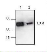 Western blot of NR1H3 / LXR Alpha antibody LS-C48584.