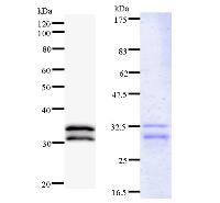 Left : Western blot analysis of immunized recombinant protein, using anti-NR1H3 monoclonal antibody. Right : CBB staining of immunized recombinant protein.