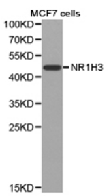 Western blot of extracts of MCF7 cell lines, using NR1H3 antibody.