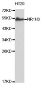 Western blot analysis of extracts of HT29 cell lines, using NR1H3 antibody.