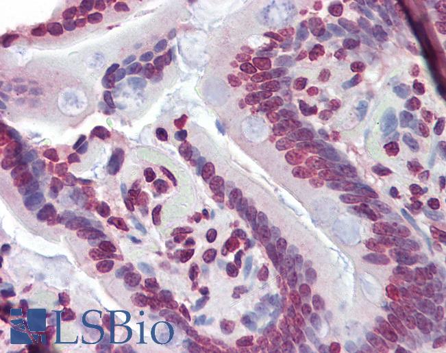 Anti-NR1H3 / LXR Alpha antibody IHC of human small intestine. Immunohistochemistry of formalin-fixed, paraffin-embedded tissue after heat-induced antigen retrieval. Antibody LS-B3526 concentration 5 ug/ml.