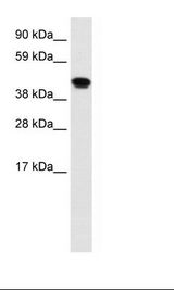 Fetal Lung Lysate