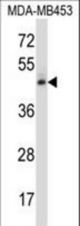 NR2F1 Antibody western blot of MDA-MB453 cell line lysates (35 ug/lane). The NR2F1 antibody detected the NR2F1 protein (arrow).