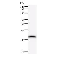 Western blot analysis of immunized recombinant protein, using anti-NR2F1 monoclonal antibody.