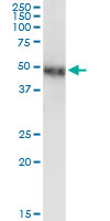 NR2F1 monoclonal antibody (M01), clone 1A4. Western Blot analysis of NR2F1 expression in human placenta.