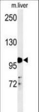 NR3C1 Antibody western blot of mouse liver tissue lysates (35 ug/lane). The NR3C1 antibody detected NR3C1 protein (arrow).