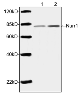 Western blot of extracts from HEK293 cells transfected with human Nurr1 for 48 hr (lane 1) and 72hr (lane 2) using <b>Nurr1 Antibody, pAb, Rabbit</b> (1 ug/ml). The signal was developed with IRDye 800 Conjugated Goat Anti-Rabbit IgG. Predicted Size: 80 kD. Observed Size: 80 kD.