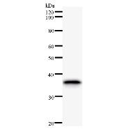 Western blot analysis of immunized recombinant protein, using anti-NR4A2 monoclonal antibody.