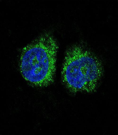Confocal immunofluorescent of NURR1 (NR4A2) Antibody with HeLa cell followed by Alexa Fluor 488-conjugated goat anti-rabbit lgG (green). DAPI was used to stain the cell nuclear (blue).