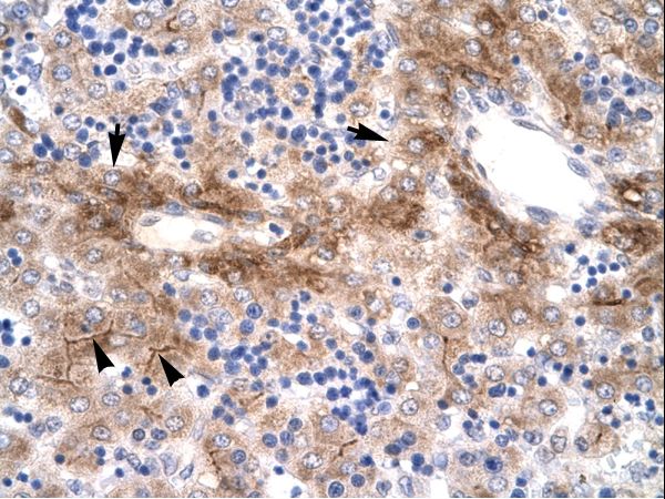 NR5A1 antibody LS-C29672 was used in IHC to stain formalin-fixed, paraffin-embedded human liver.