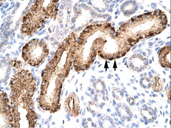 NR5A1 antibody LS-C29672 was used in IHC to stain formalin-fixed, paraffin-embedded human kidney.