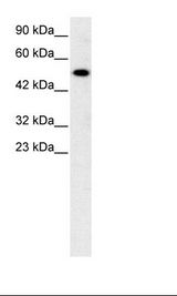 HepG2 Cell Lysate