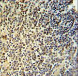 NR5A1 Antibody IHC of formalin-fixed and paraffin-embedded human spleen tissue followed by peroxidase-conjugated secondary antibody and DAB staining.