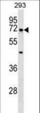 NR5A2 Antibody western blot of 293 cell line lysates (35 ug/lane). The NR5A2 antibody detected the NR5A2 protein (arrow).