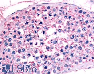 Anti-NR6A1 / GCNF antibody LS-A5735 IHC of human testis. Immunohistochemistry of formalin-fixed, paraffin-embedded tissue after heat-induced antigen retrieval.