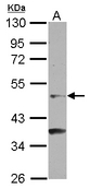 Sample (30 ug of whole cell lysate) A: NT2D1 10% SDS PAGE NR6A1 / GCNF antibody diluted at 1:500