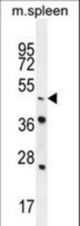 NR6A1 Antibody western blot of mouse spleen tissue lysates (35 ug/lane). The NR6A1 antibody detected the NR6A1 protein (arrow).
